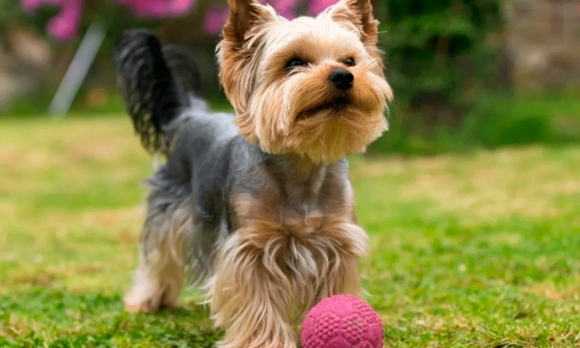 ¿A qué edad dejan de crecer los perros? Todo lo que necesitas saber ¿A qué edad dejan de crecer los perros? Todo lo que necesitas saber